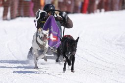 Lenk 2013